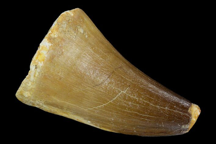 Mosasaur (Prognathodon) Tooth - Morocco #118905